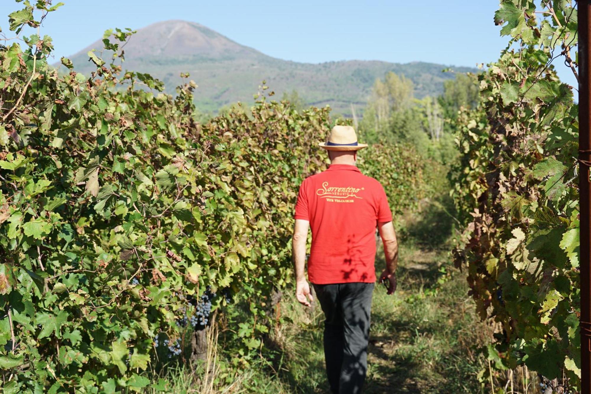 Vesuvio Inn Bed & Wine Experience Boscotrecase Dış mekan fotoğraf